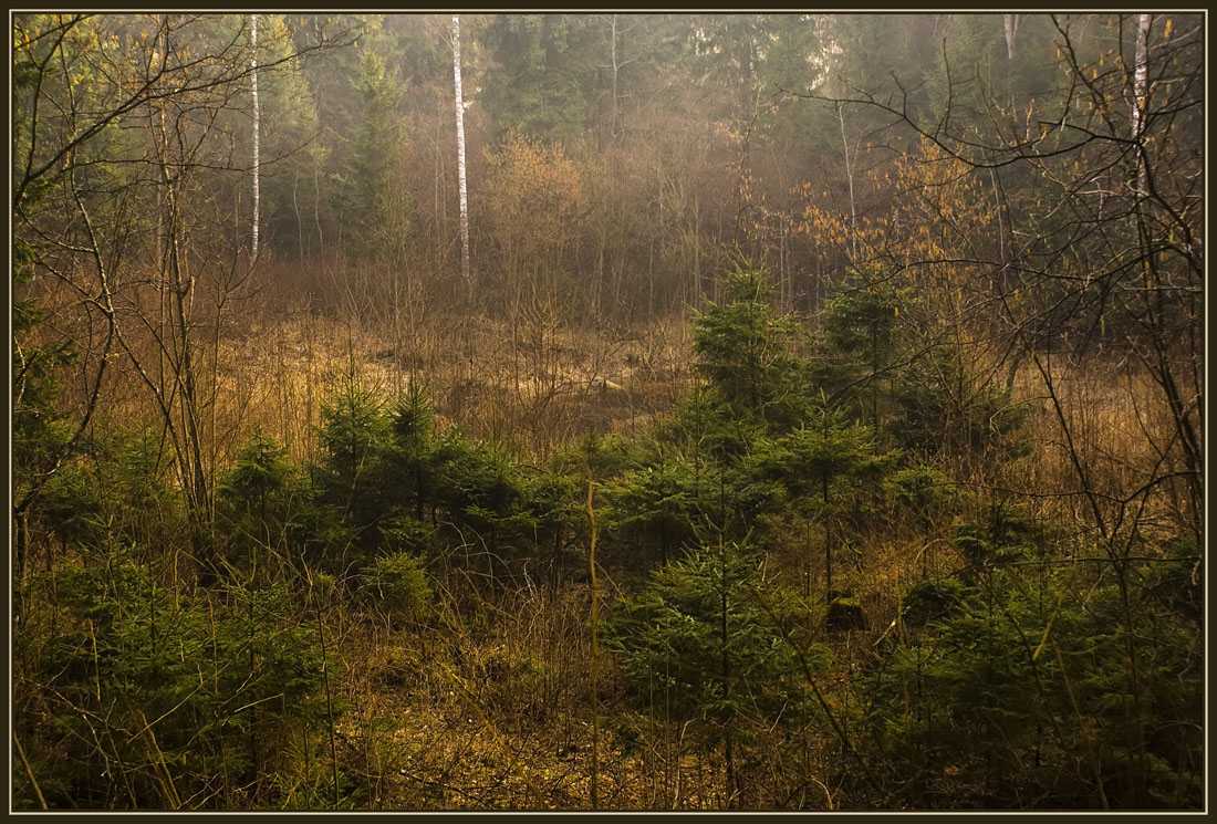 фото "Молодые елочки" метки: пейзаж, лес