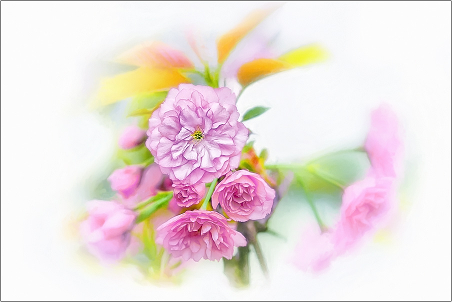 photo "***" tags: digital art, nature, flowers