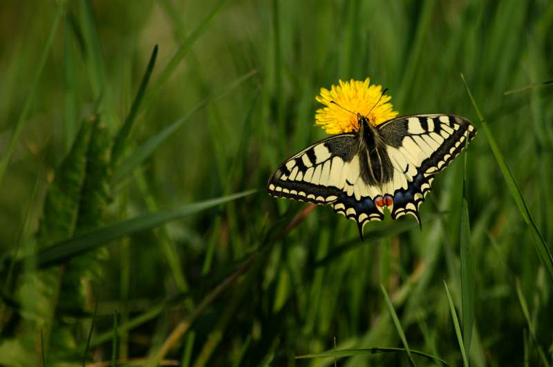 photo "***" tags: nature, insect