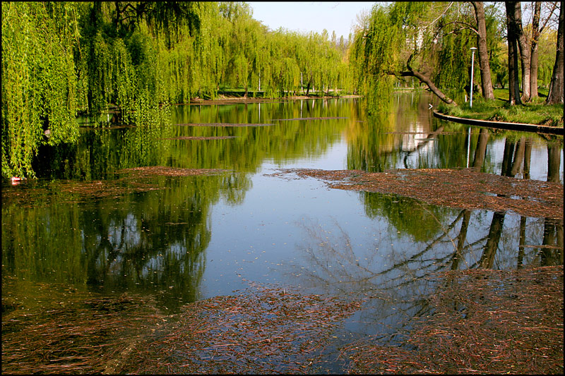 фото "The kingdom of weeping willow trees" метки: пейзаж, весна, вода