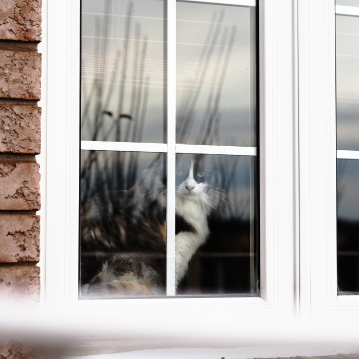 photo "Longing for escape" tags: nature, humor, pets/farm animals