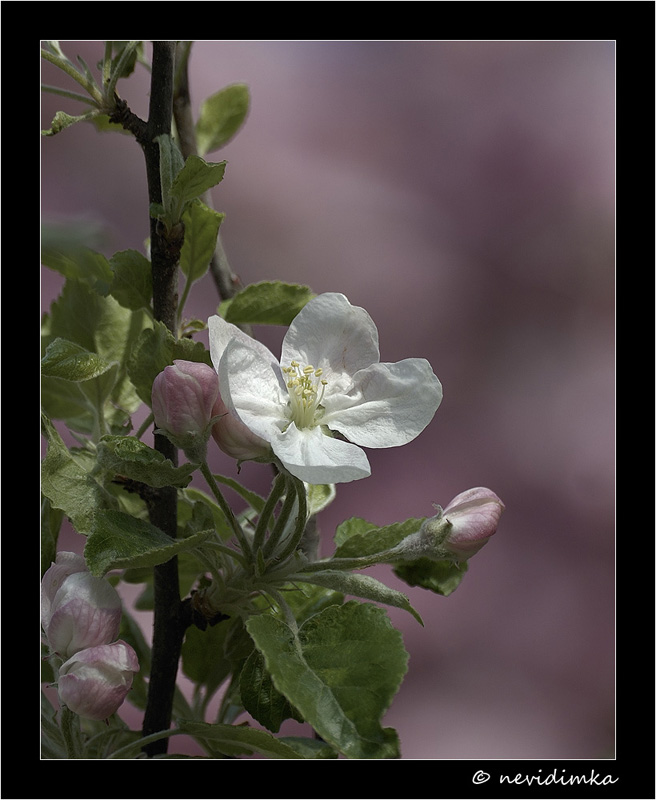 photo "* * *" tags: nature, macro and close-up, flowers