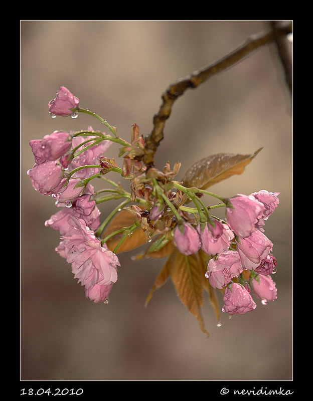 photo "* * *" tags: nature, macro and close-up, flowers