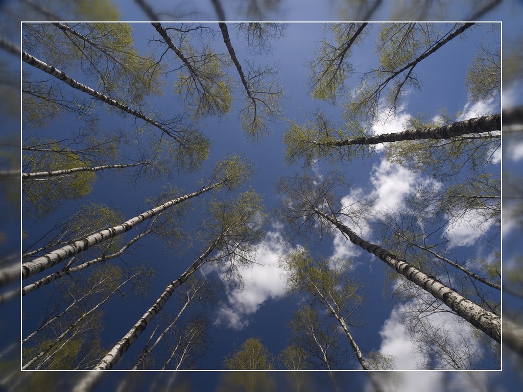 photo "***" tags: landscape, forest, spring