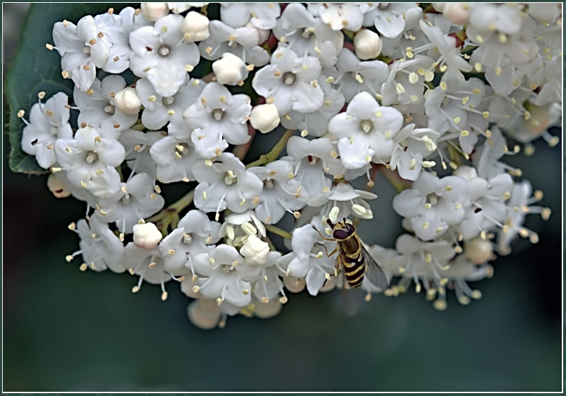 photo "***" tags: nature, macro and close-up, flowers