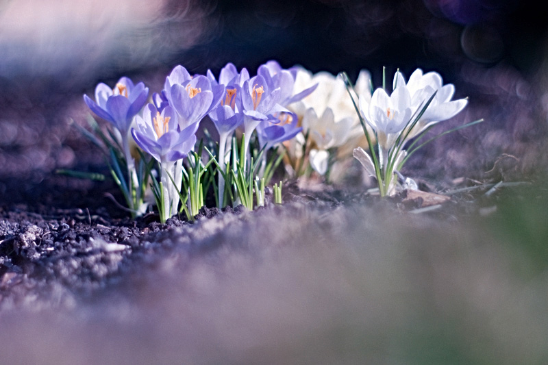 photo "***" tags: nature, flowers