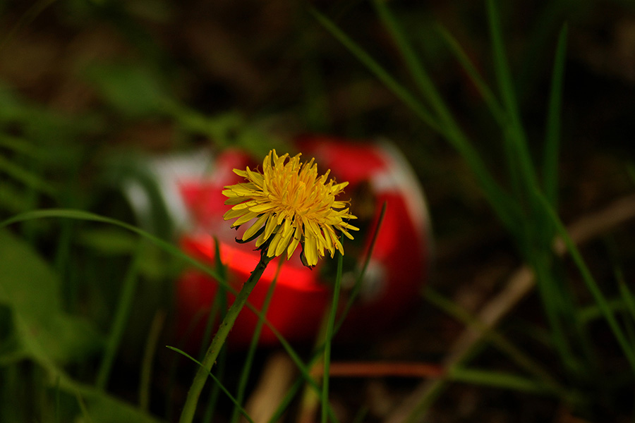 photo "untitled" tags: nature, flowers