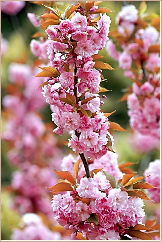 photo "***" tags: nature, flowers