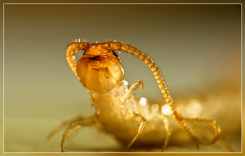 photo "***" tags: macro and close-up, 