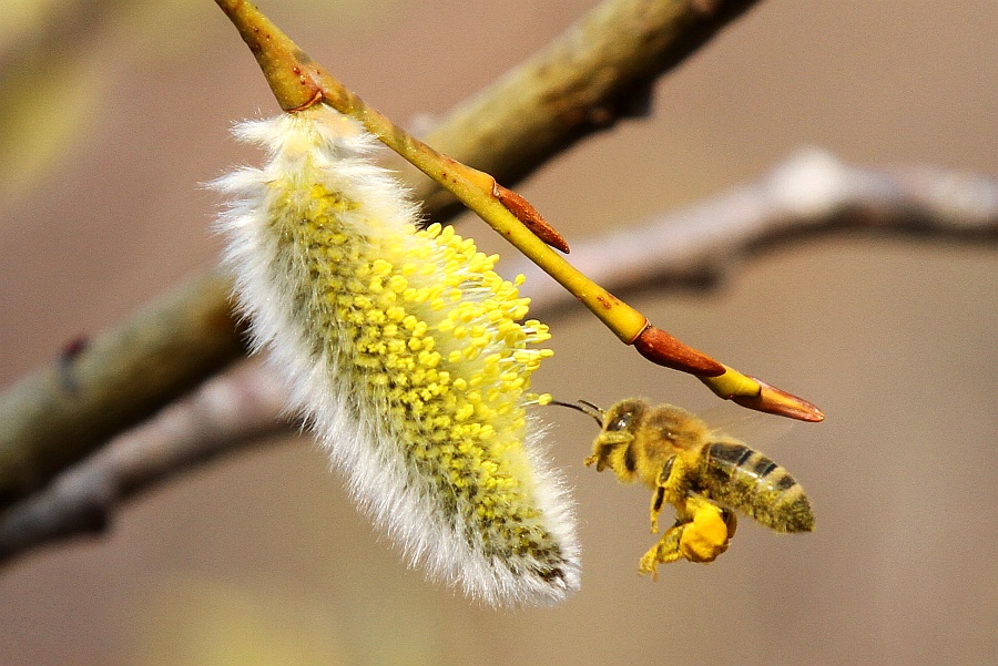 photo "***" tags: nature, insect