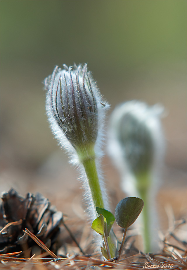 photo "The first" tags: nature, macro and close-up, 