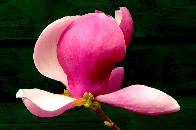 фото "Magnolia" метки: природа, макро и крупный план, цветы