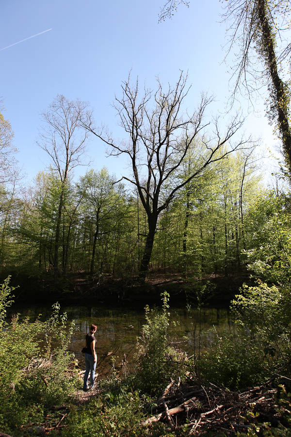 photo "spring #1" tags: landscape, forest