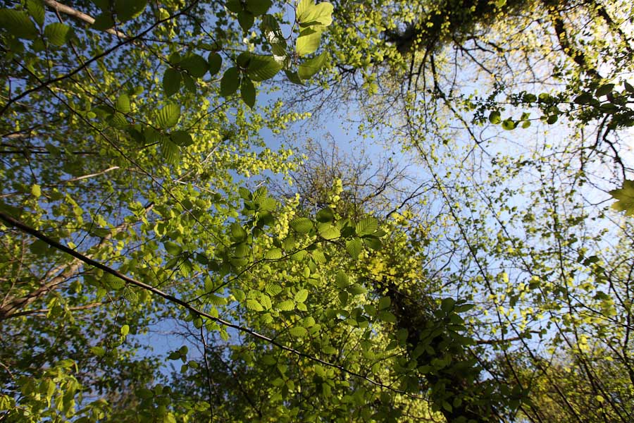 photo "spring #3" tags: landscape, forest