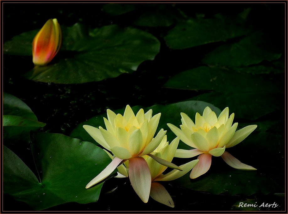 photo "yellow lili" tags: nature, macro and close-up, flowers