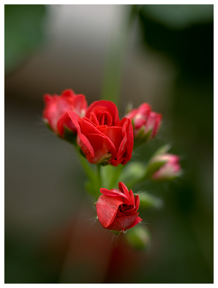 photo "pelargonium" tags: macro and close-up, nature, flowers