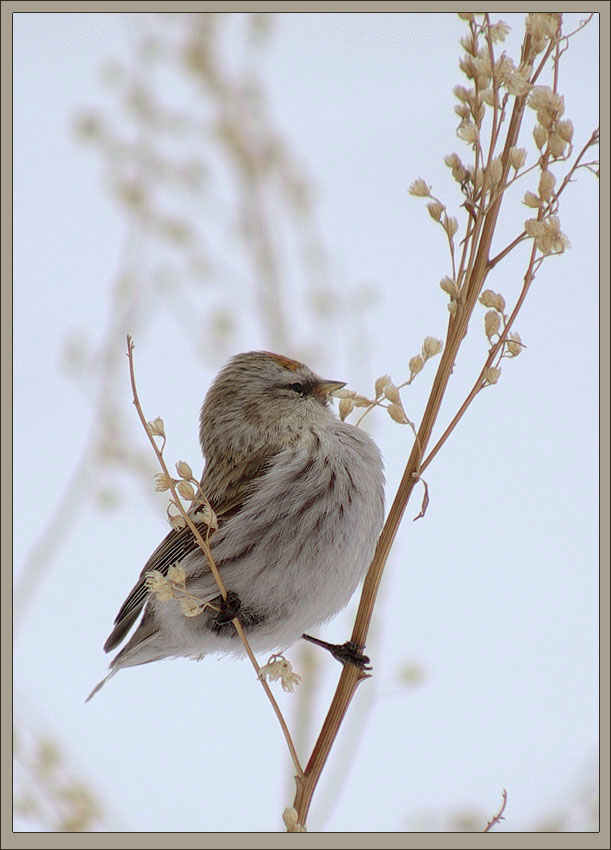 photo "***" tags: nature, wild animals