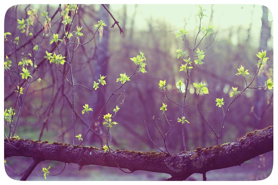 фото "веточки" метки: природа, цветы
