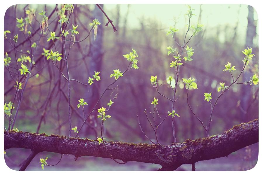 photo "***" tags: nature, flowers