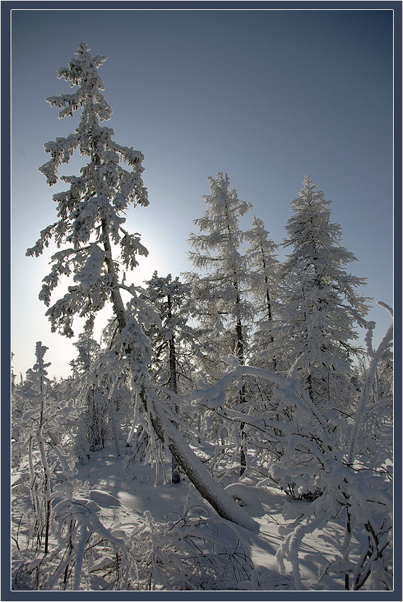 photo "***" tags: landscape, forest, winter