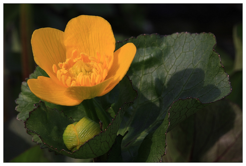 photo "Caltha palustris" tags: nature, flowers
