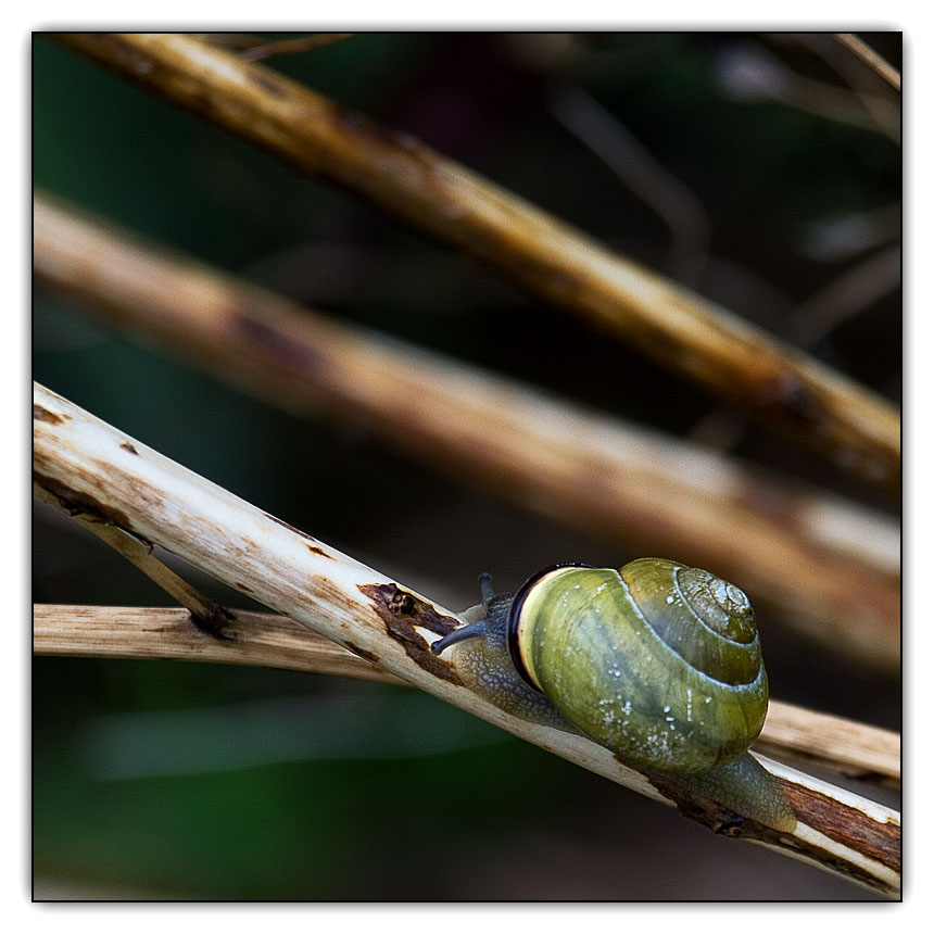 photo "Snail" tags: nature, macro and close-up, wild animals