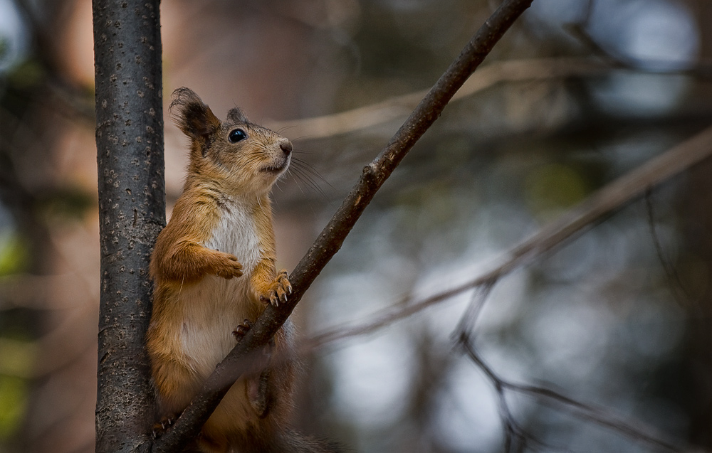 photo "***" tags: nature, wild animals