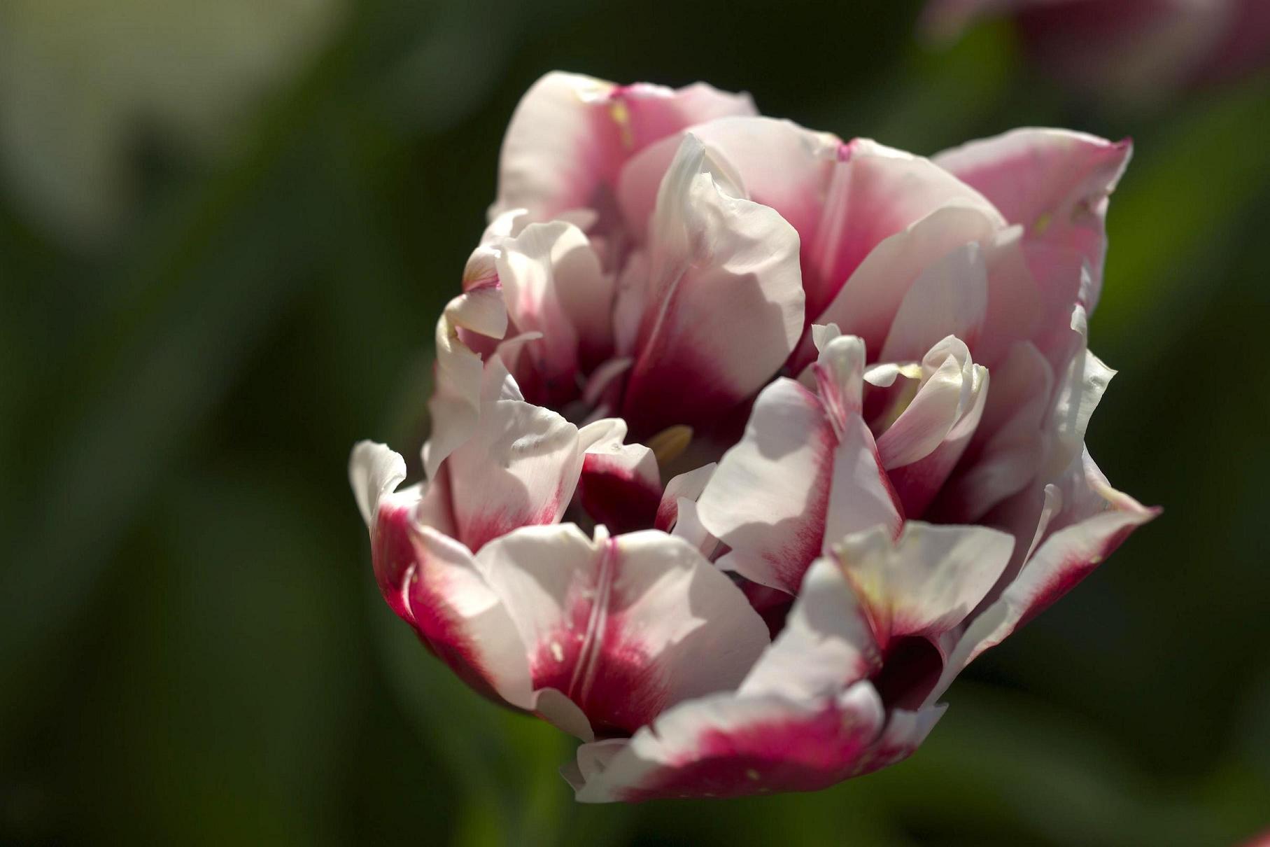 фото "The new tulip" метки: природа, цветы