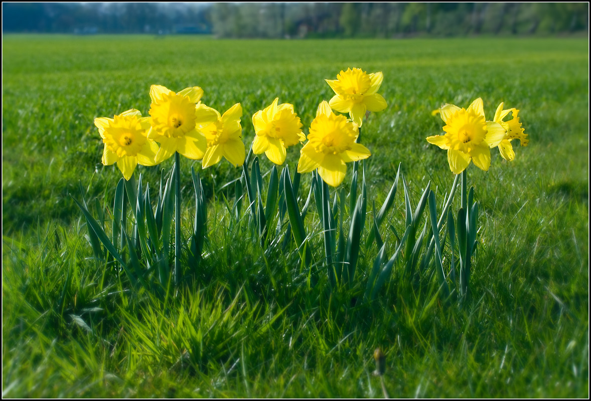 photo "***" tags: nature, landscape, flowers, spring