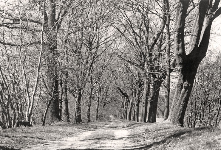 photo "Spring in B&W" tags: landscape, forest