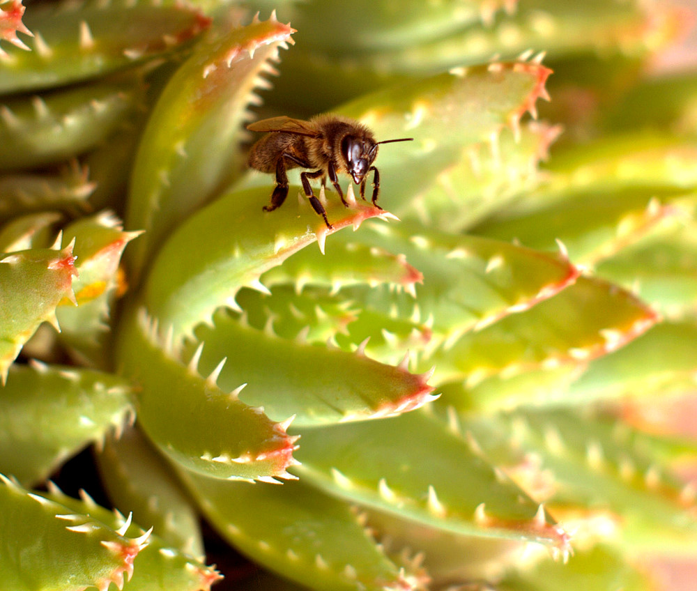 photo "***" tags: nature, insect