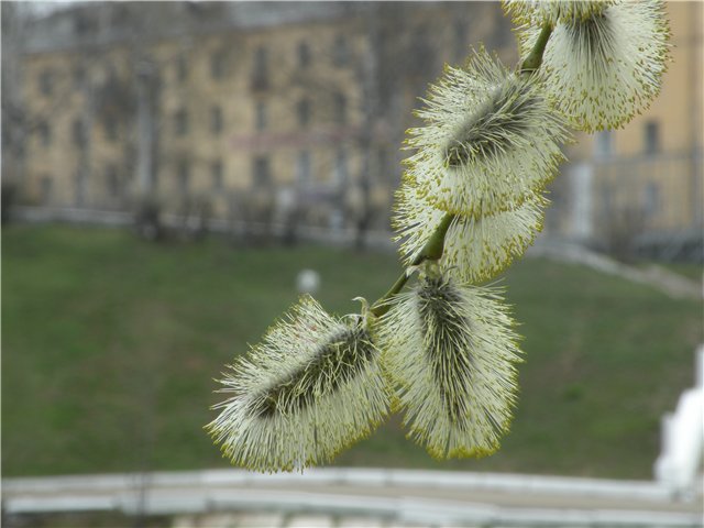 фото "Весна" метки: , 