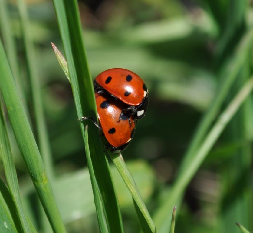 photo "***" tags: nature, insect