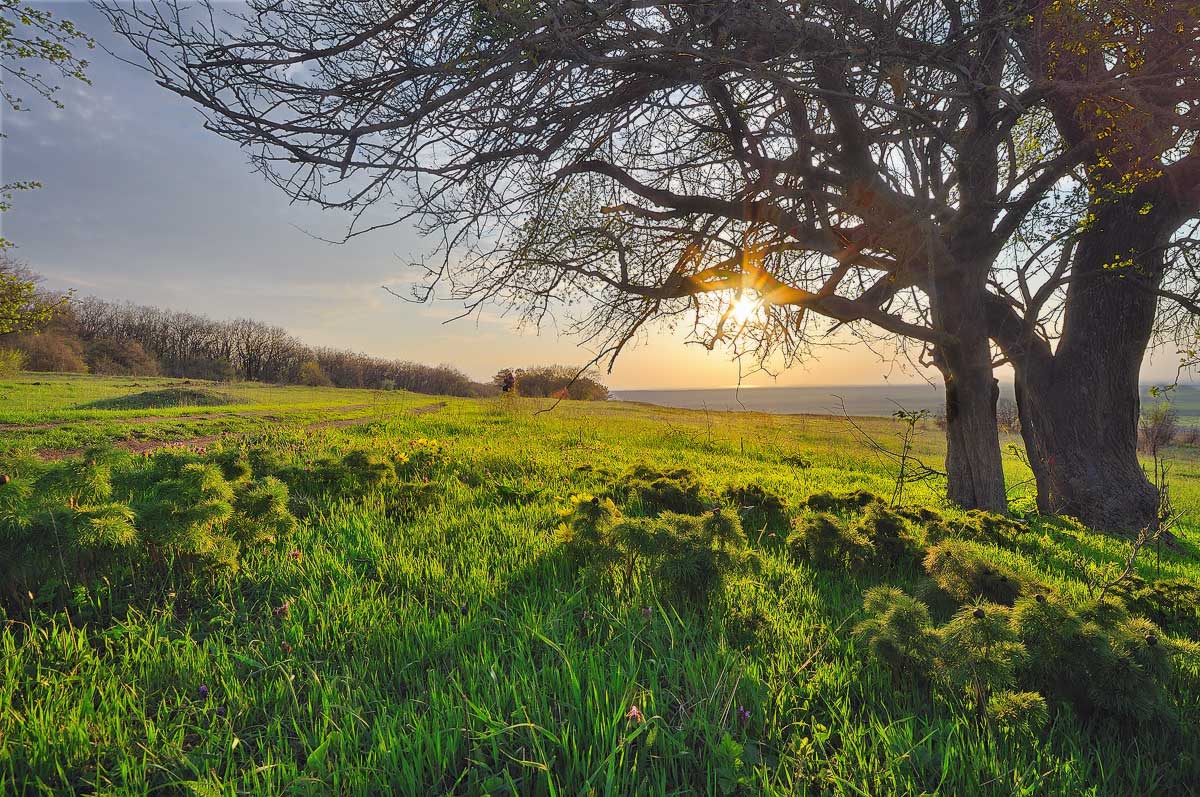 photo "***" tags: landscape, forest