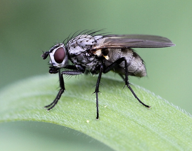 photo "***" tags: nature, insect