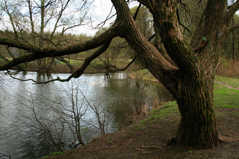 photo "***" tags: landscape, forest, spring