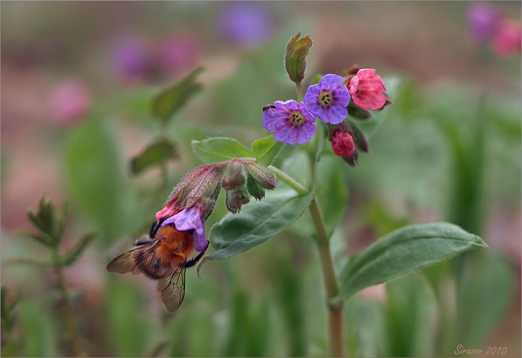 photo "Lungwort" tags: nature, macro and close-up, 