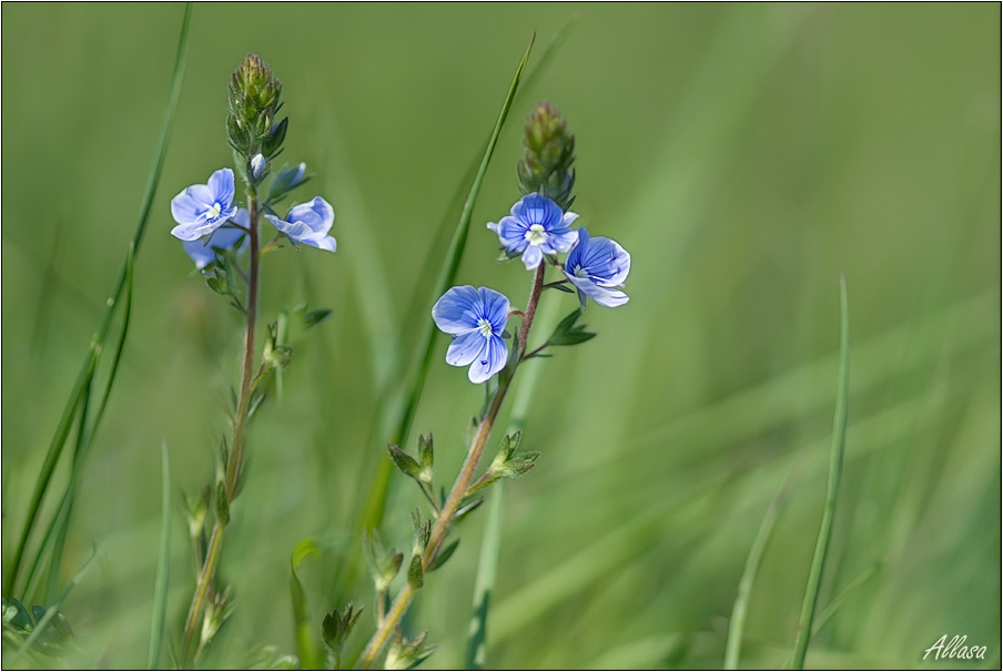 photo "***" tags: landscape, nature, flowers, spring