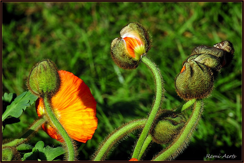 photo "***" tags: nature, macro and close-up, flowers