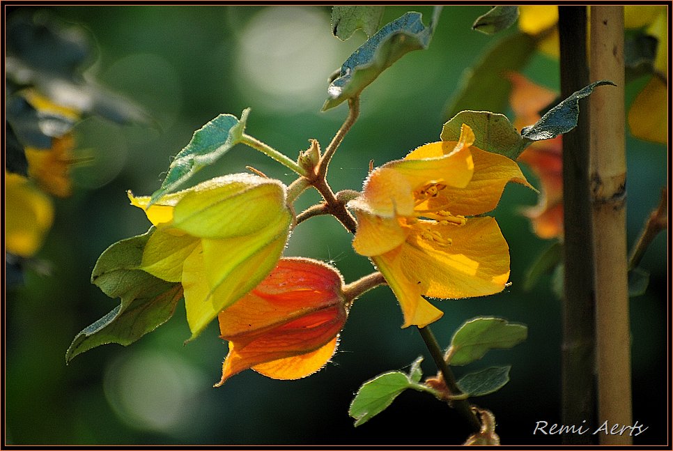 photo "***" tags: nature, macro and close-up, flowers