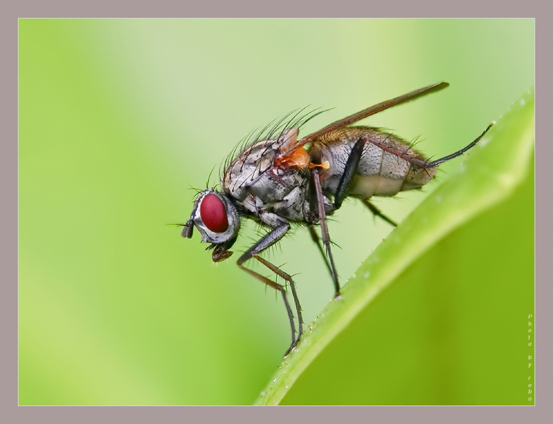 photo "The Silver Surfer..." tags: macro and close-up, 