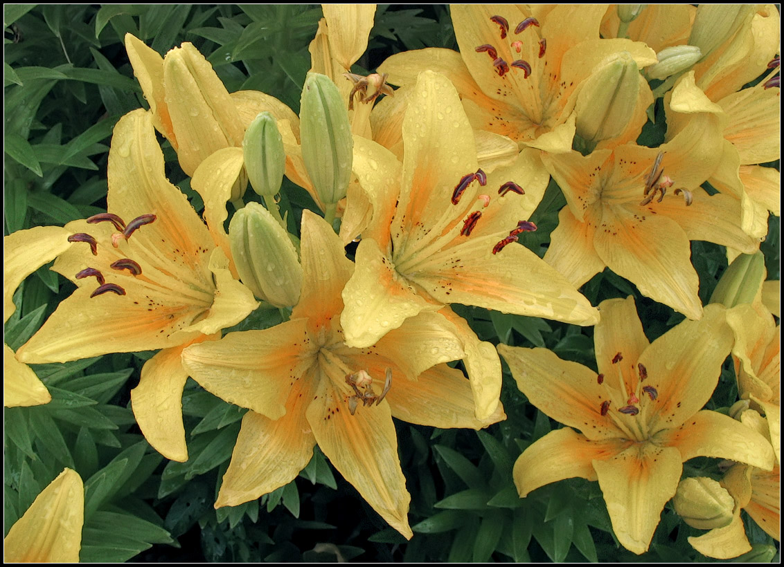 photo "after rain" tags: nature, flowers