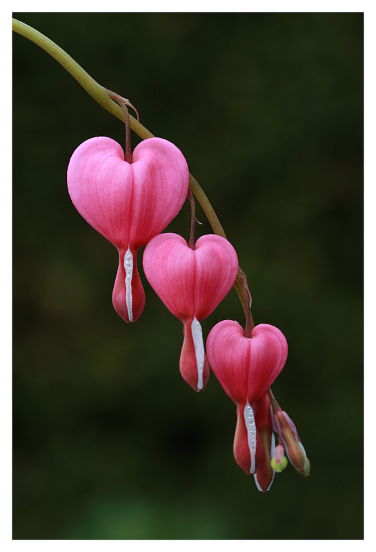 photo "Lamprocapnos spectabilis" tags: nature, flowers