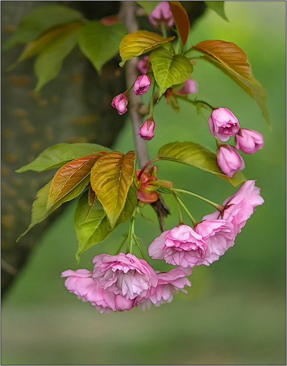 photo "***" tags: landscape, nature, flowers, spring