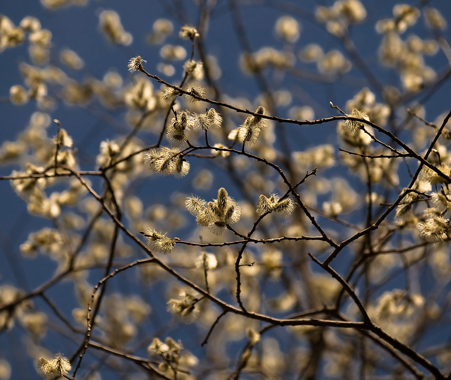 фото "весенний переплёт" метки: пейзаж, весна