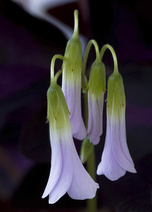 photo "* * *" tags: nature, flowers