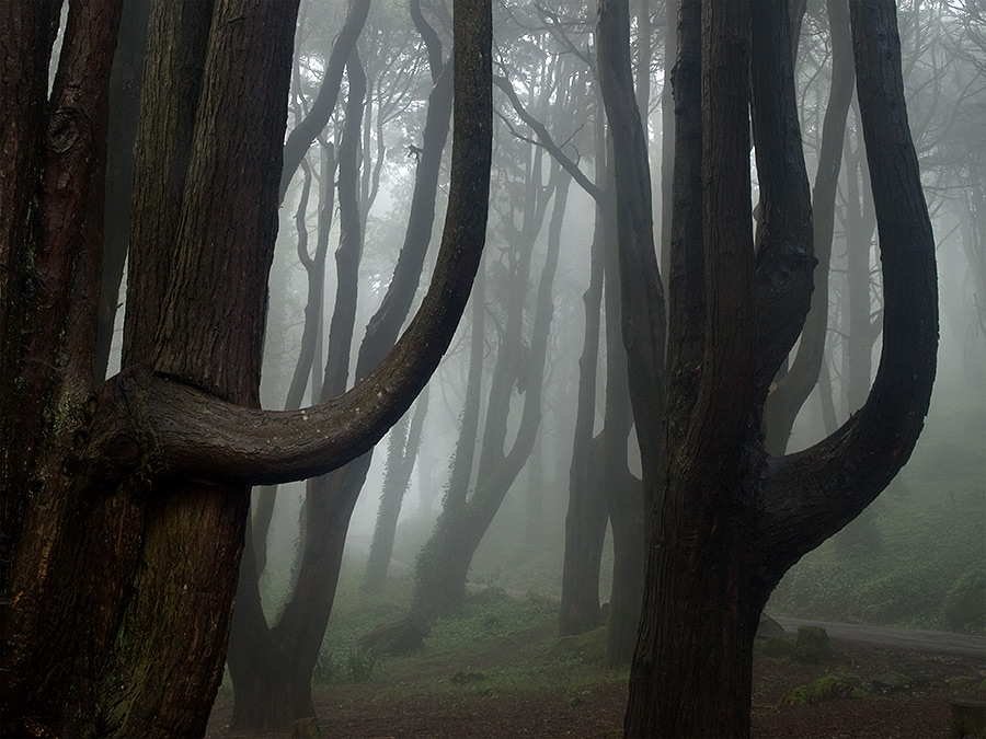 фото "enchanted" метки: пейзаж, лес