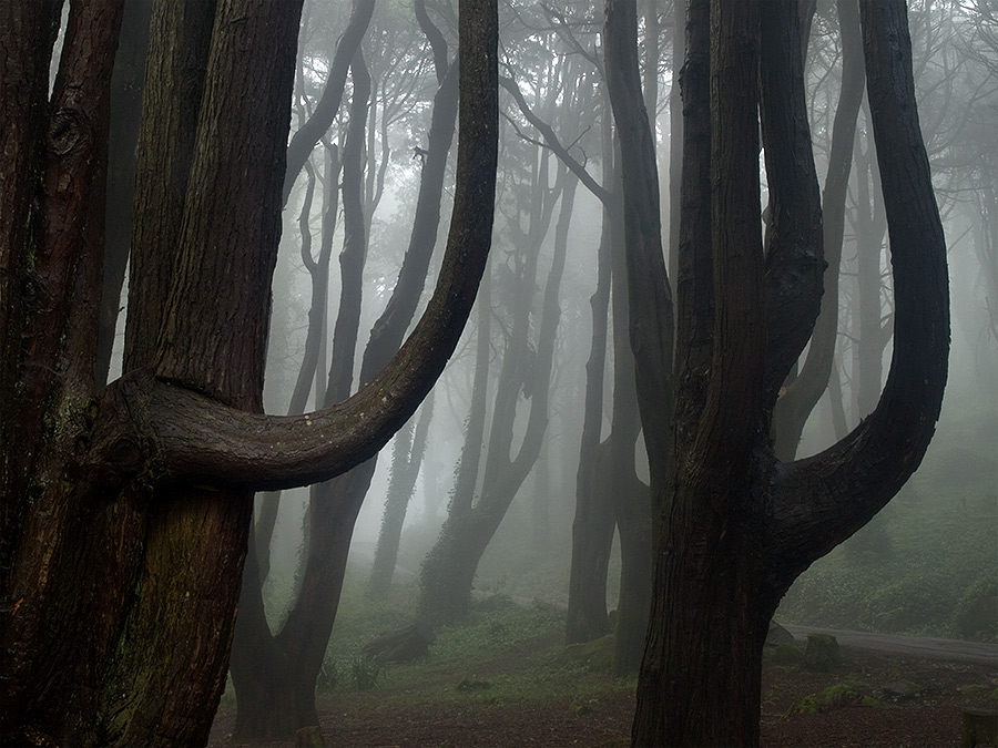 photo "enchanted" tags: landscape, forest