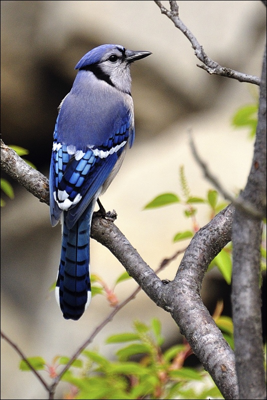 фото "голубая сойка" метки: природа, дикие животные