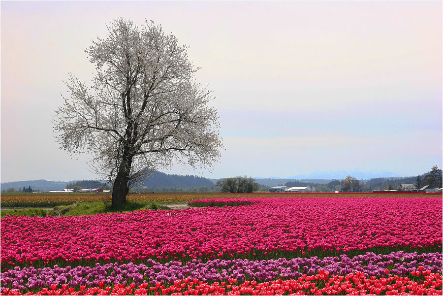 фото "Яблоня в цвету" метки: пейзаж, природа, весна, цветы